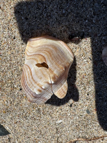 Struthiolaria papulosa observed 2026-10-17