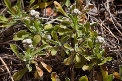 Antennaria marginata
