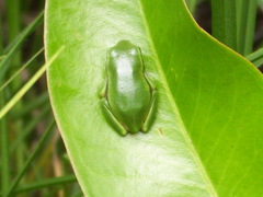 Dendropsophus molitor