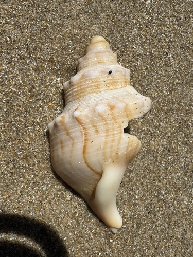 Struthiolaria papulosa observed 2026-10-17