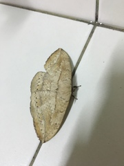 Eupterote muluana