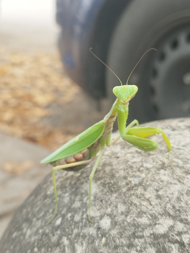 Transcaucasian Giant Mantis