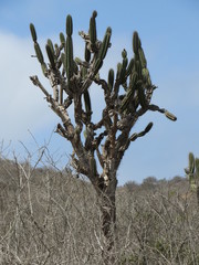 Armatocereus cartwrightianus