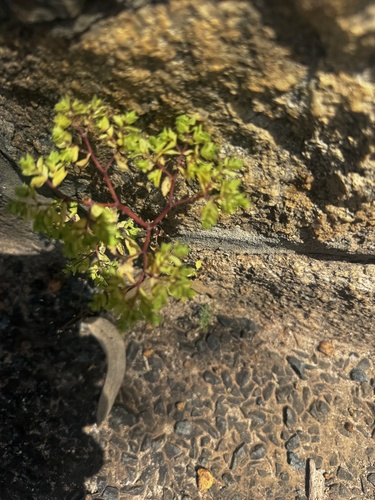 Euphorbia terracina, 2026-10-17