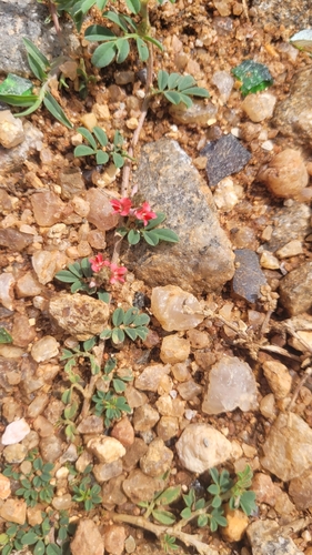 Indigofera linnaei observed 2026-10-17