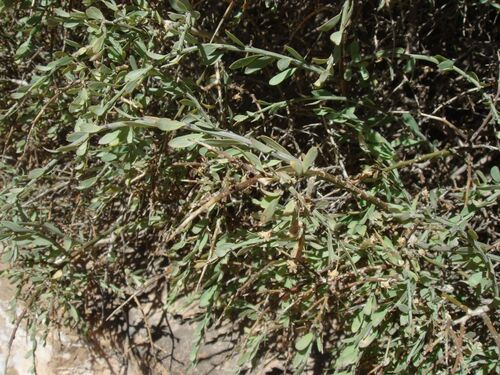 Glossopetalon spinescens aridum