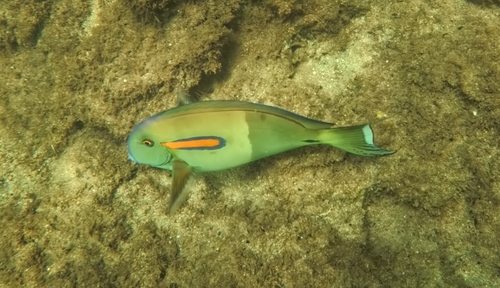 Acanthurus olivaceus, 2026-10-16