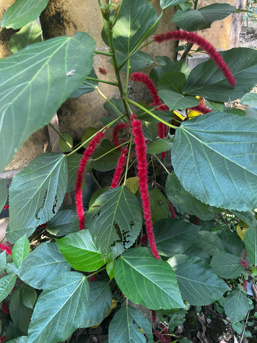 Acalypha hispida observed 2026-10-17