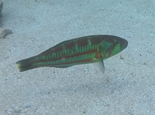 Thalassoma purpureum observed 2026-10-16