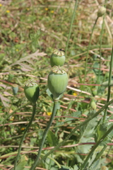 Papaver somniferum setigerum
