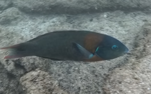 Thalassoma duperrey observed 2026-10-16