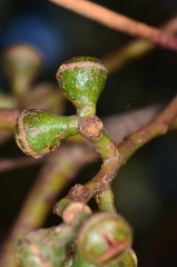 Eucalyptus aromaphloia