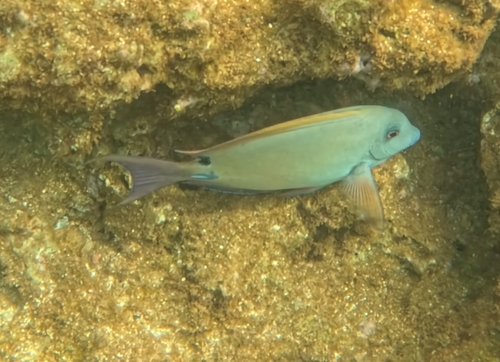 Acanthurus nigrofuscus observed 2026-10-16