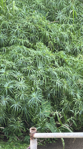 Cyperus alternifolius observed 2026-10-16