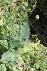 Papaver somniferum setigerum