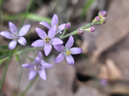 Philotheca spicata observed 2026-10-17