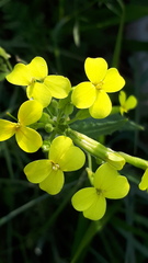 Biscutella cichoriifolia