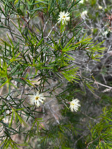 Melaleuca nodosa observed 2026-10-15
