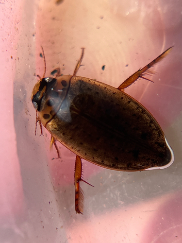 Rhantus