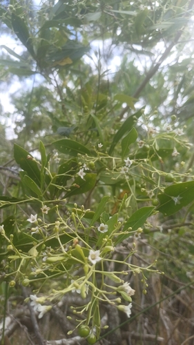 Duboisia myoporoides observed 2026-10-17