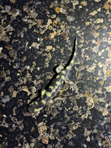 Ambystoma mavortium observed by drewrdavis