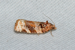 Argyrotaenia tabulana