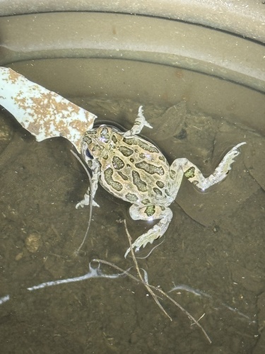 Anaxyrus cognatus