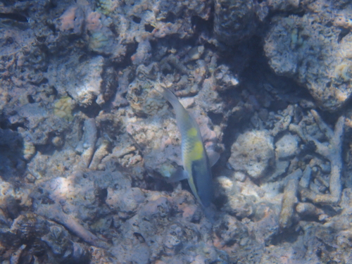 Scarus oviceps observed 2026-10-11