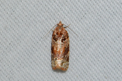 Argyrotaenia tabulana