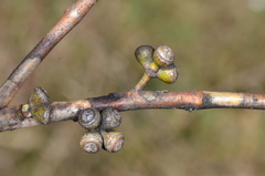 Eucalyptus aromaphloia