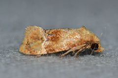 Cochylis bucera