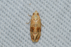 Cochylis bucera