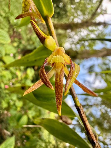 Dendrobium lepidochilum observed 2026-10-17
