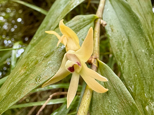 Dendrobium sladei observed 2026-10-17