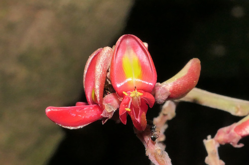 Whitfordiodendron nieuwenhuisii observed 2026-09-01