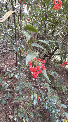 Viburnum foetidum, 2026-10-17