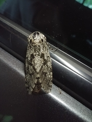 Prionoxystus robiniae