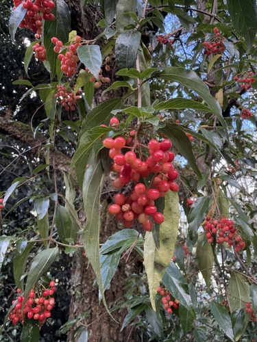 Viburnum foetidum, 2026-10-17