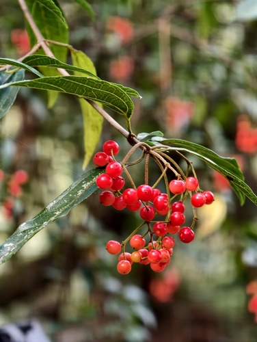 Viburnum foetidum, 2026-10-17