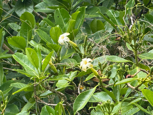 Fagraea observed 2026-10-17
