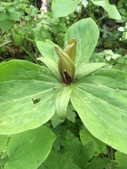 Trillium viride