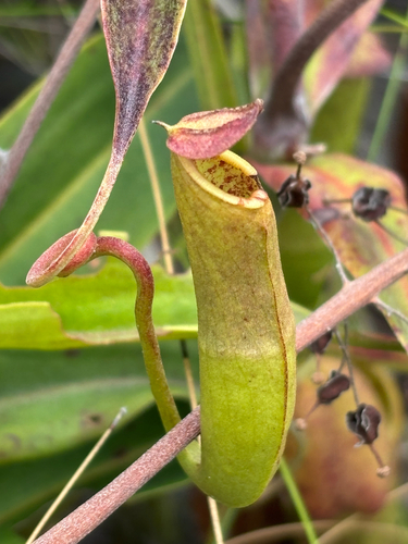 Nepenthes mirabilis observed 2026-10-17