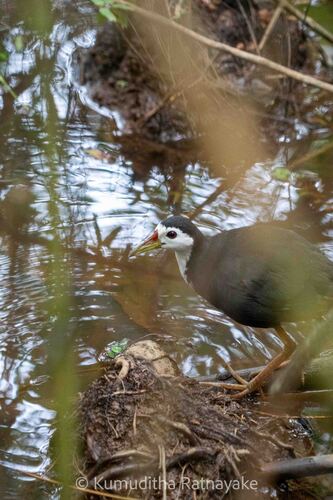 White-breasted Waterhen