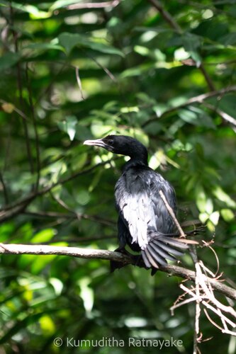 Little Cormorant