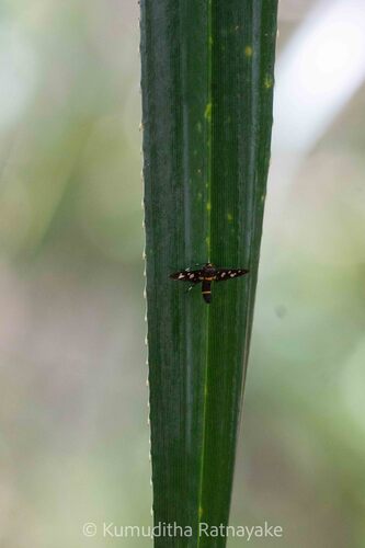 Seven-spotted Handmaiden Moth