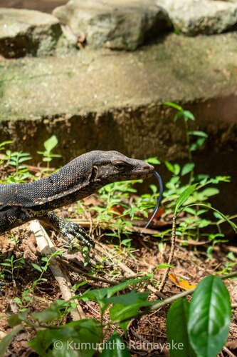 Common Water Monitor