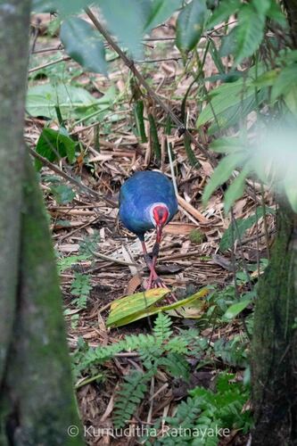 Gray-headed Swamphen