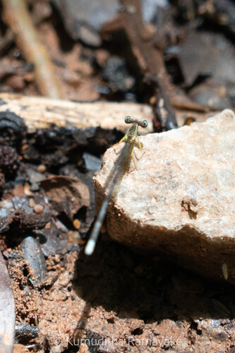 Yellow featherlegs
