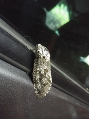 Prionoxystus robiniae