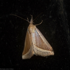 Hypena conscitalis